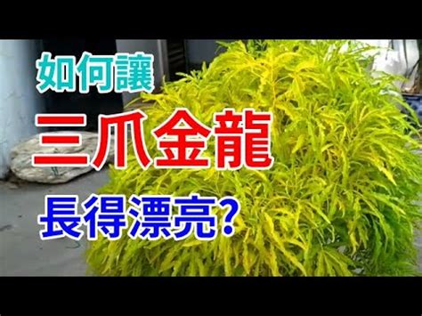 三爪金龍風水|【三爪金龍風水】小心！三爪金龍風水失靈恐致大事！命理師點名。